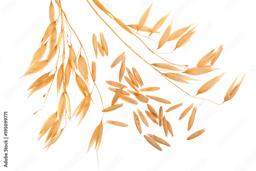 oat spike with grains isolated on white background oat spike with grains isolated on white background