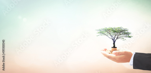 Fotografi Businessman hand holding small tree growing on gold coins stack