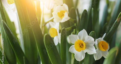 White narcissus flower photo