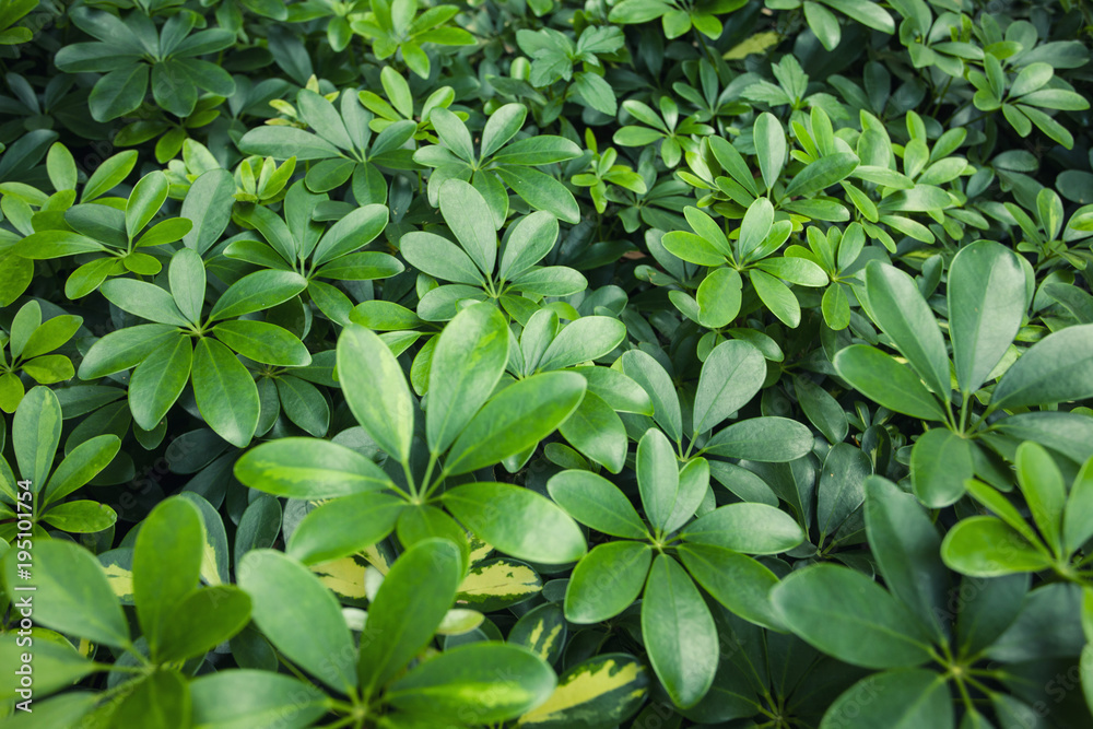 Tropical plants making natural green background; Tropical plants making natural green background;