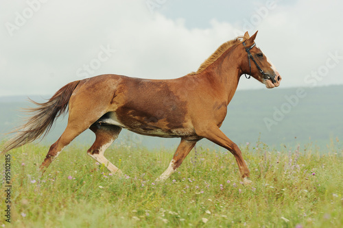 Brown horse run trotted on green meadow in summer day © glenkar