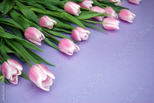 Fototapeta Naklejka Na Ścianę i Meble -  Pink Tulips bouquet, over Purple Background with copy space. Top view. flat Lay. Spring time.