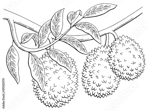 Durian fruit graphic branch black white isolated sketch illustration vector