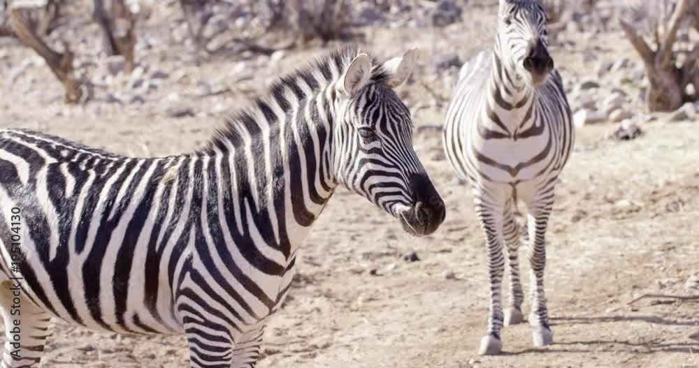 Zebra in dry desert background -medium shot side profile Zebra in dry desert background -medium shot side profile