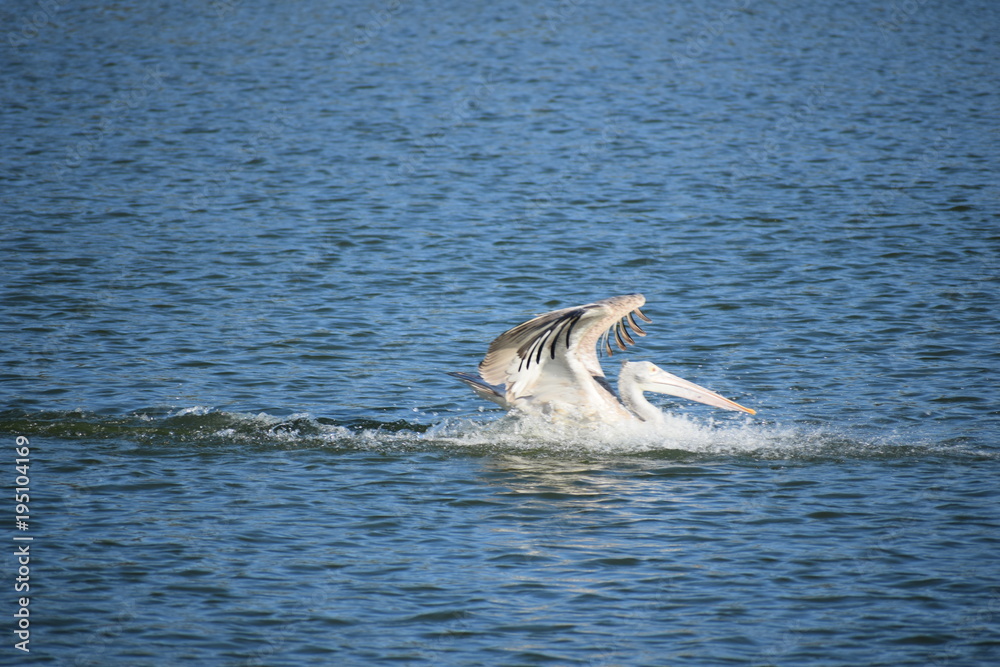 Fototapeta premium Pelican Bird