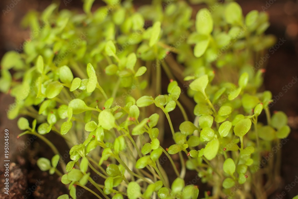 Fresh healthy seed sprouts, healthy and clean eating concept. Young green sprouts, macro