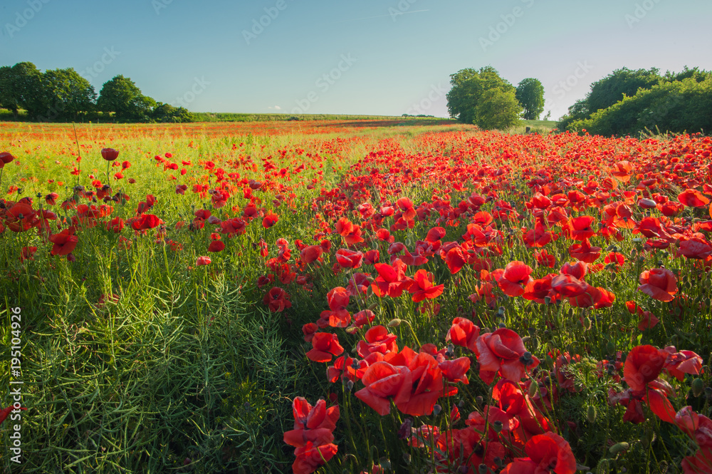 Mohn im Rapsfeld,leicht wellige Landschaft, Brandenburg, untergehende Sonne Mohn im Rapsfeld,leicht wellige Landschaft, Brandenburg, untergehende Sonne
