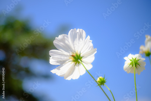 White Cosmos Taken from the corners of the back of the petals. The beetles are hanging with. There is a bright blue sky.