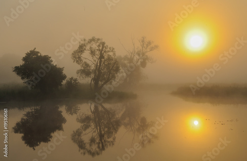 Sonnenaufgang in der Oderaue, Nebel verschleiert die aufgehende Sonne, Alte Silberweide spiegelt sich im Wasser der Fliesse