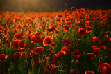poppy flower Remembrance Day