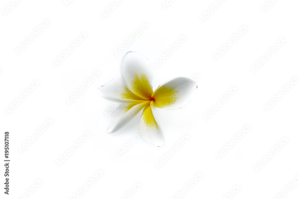 Fototapeta premium Plumeria