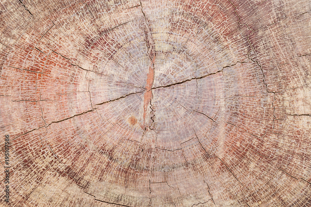 Fototapeta premium old wood texture background