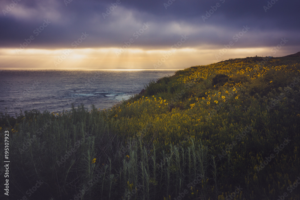 Rancho Palos Verdes Super Bloom Rancho Palos Verdes Super Bloom