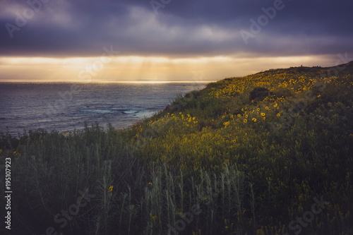 Rancho Palos Verdes Super Bloom