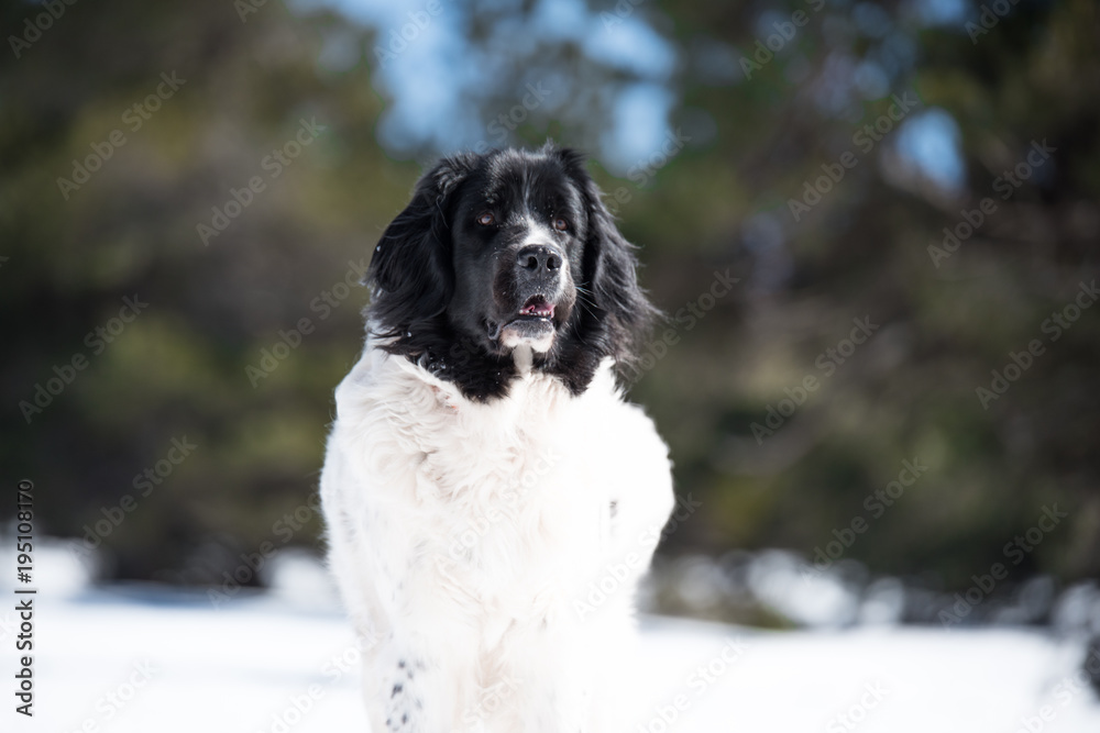 landseer in the snow winter white playing pure breed