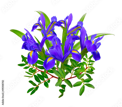 Fototapeta Naklejka Na Ścianę i Meble -  Composition with blue iris isolated on white background