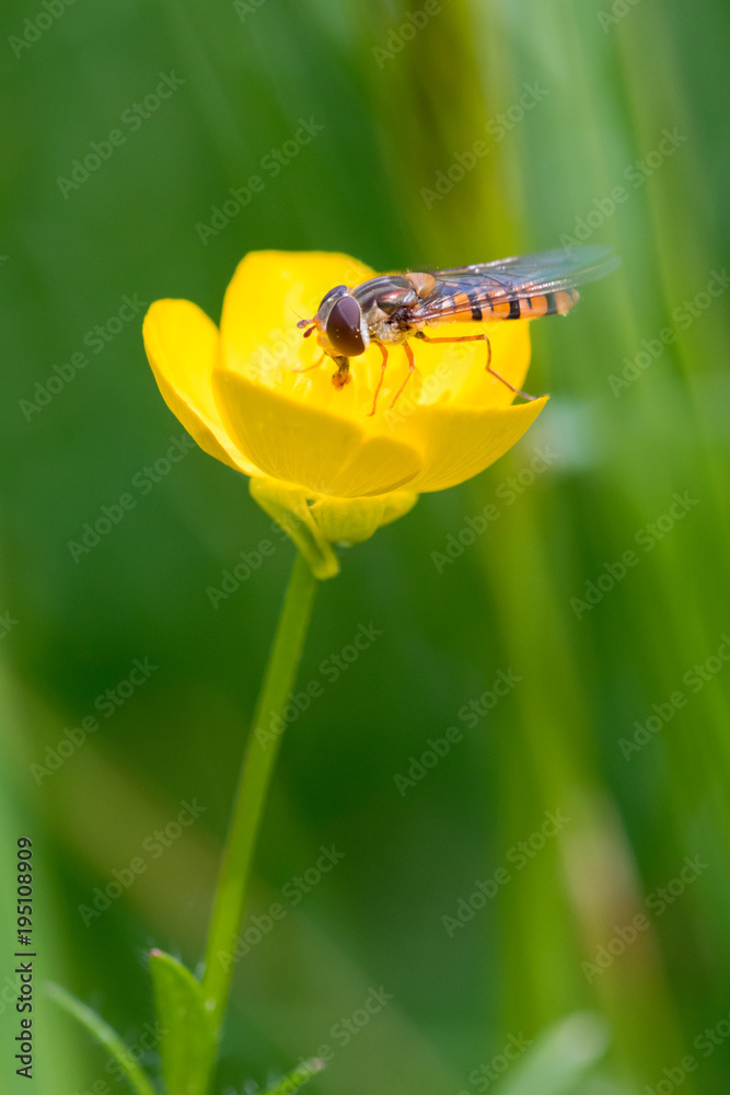 Naklejka premium Hover fly on a flower