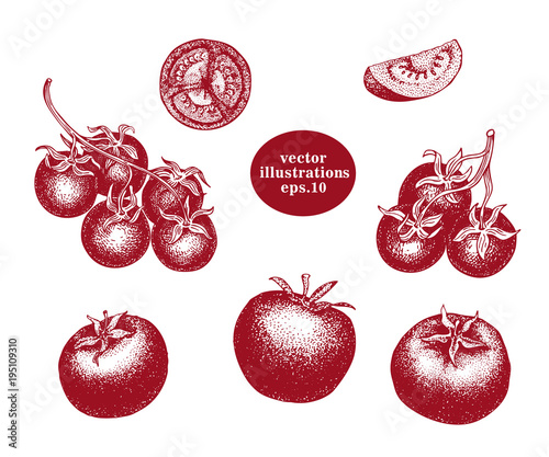 Hand drawn set of tomato and cherry tomato. Engraved sketches. Vintage vector illustration.