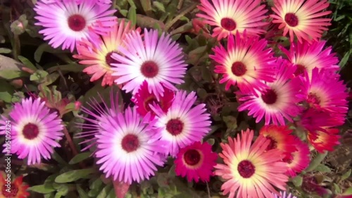 Zoom out shot of colorful pinkish flowers