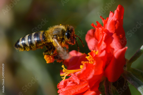 Honey Bee pollinating flower