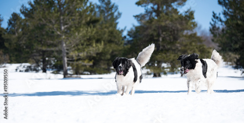 landseer in the snow winter white playing pure breed