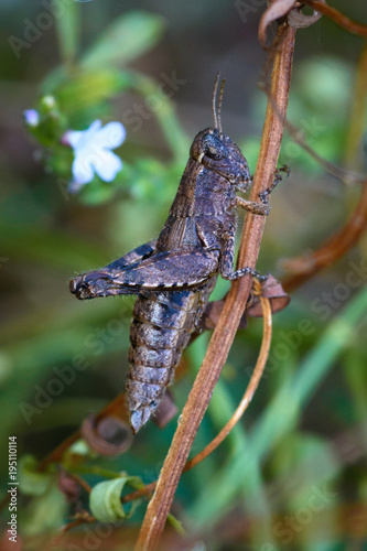 Grasshopper on a stick