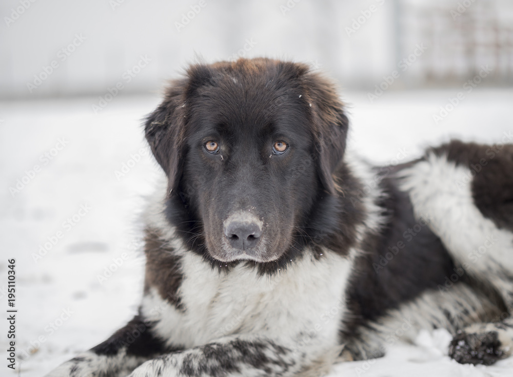 Romanian Mioritic Shepherd Dog