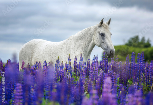 Portrait of an arabian horse among lupine flowers