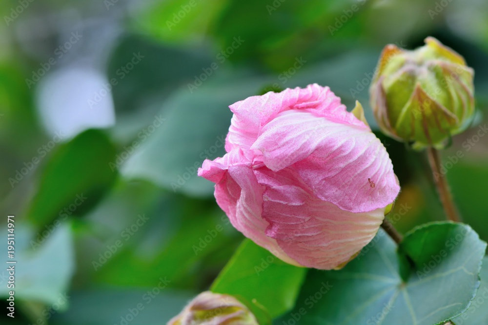 Wood hibiscus flowers in an spring fields,in Taiwan.