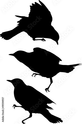three fieldfare silhouettes isolated on white