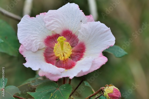 Wood hibiscus flowers in an spring fields,in Taiwan.