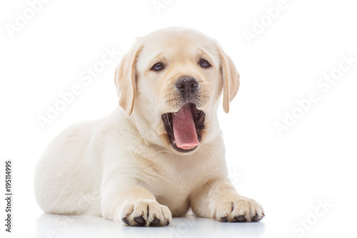 Obraz na plátně Labrador puppy isolated on white