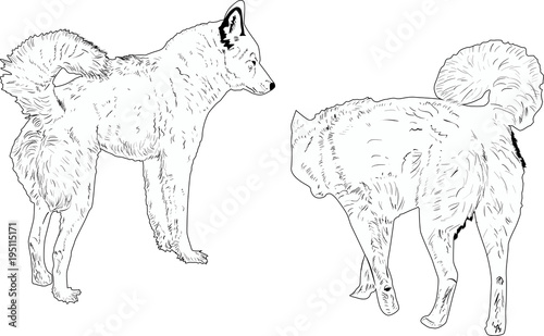 two dog outlines isolated on white