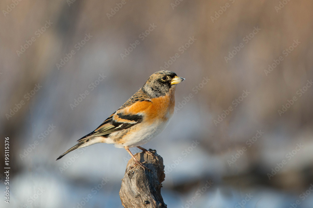 Brambling (Fringilla montifringilla) sits on a stick Brambling (Fringilla montifringilla) sits on a stick