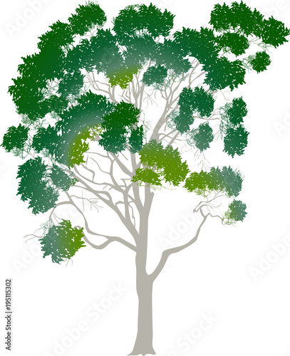 large green eucalyptus isolated on white