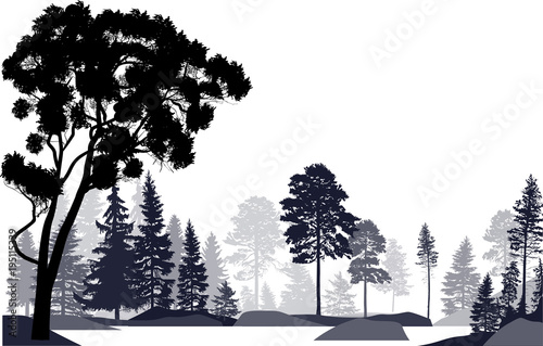 fir trees gray forest isolated on white