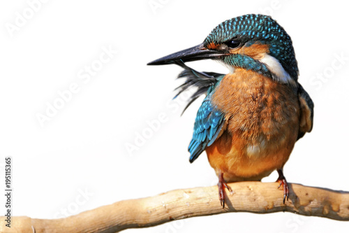 Kingfisher (Alcedo atthis) sitting on a stick with a feather in its beak