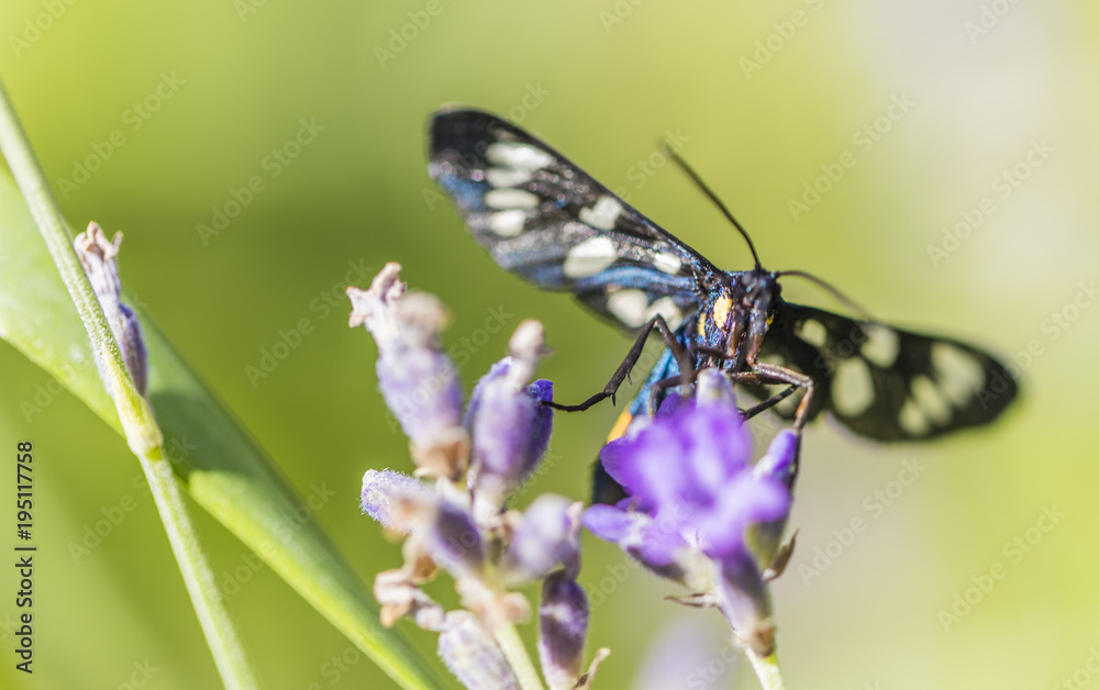 butterfly on the flower collecting pollen butterfly on the flower collecting pollen