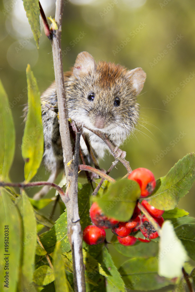 Northern red-backed vole (Myodes rutilus) on a rowan branch Northern red-backed vole (Myodes rutilus) on a rowan branch