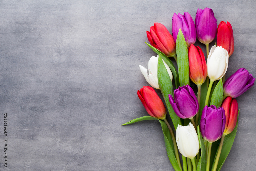 Multicolored spring flowers, tulip on a gray background. Multicolored spring flowers, tulip on a gray background.
