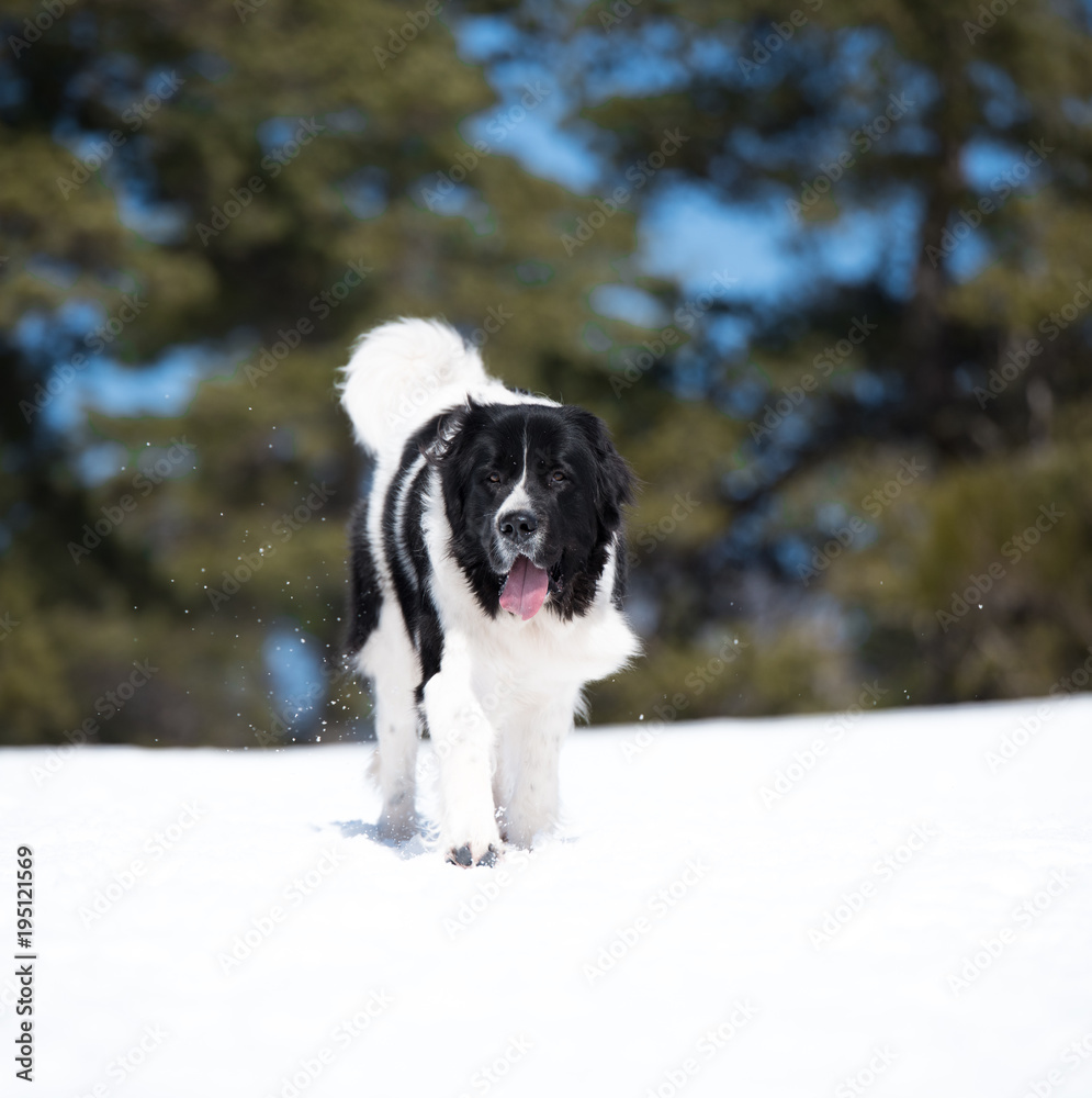 landseer in the snow winter white playing pure breed landseer in the snow winter white playing pure breed