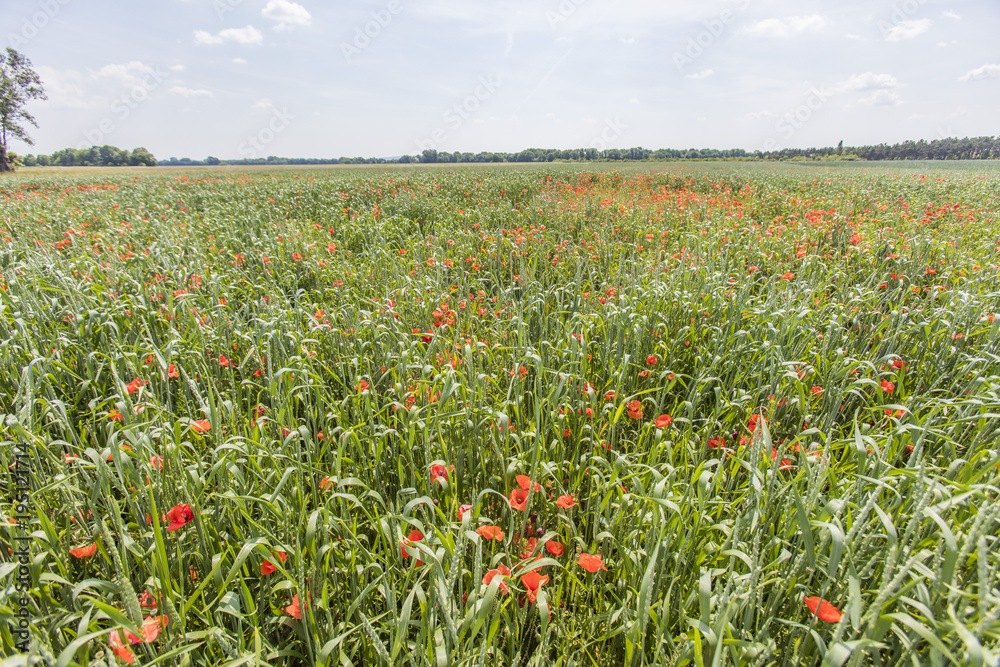 field of red poppies 