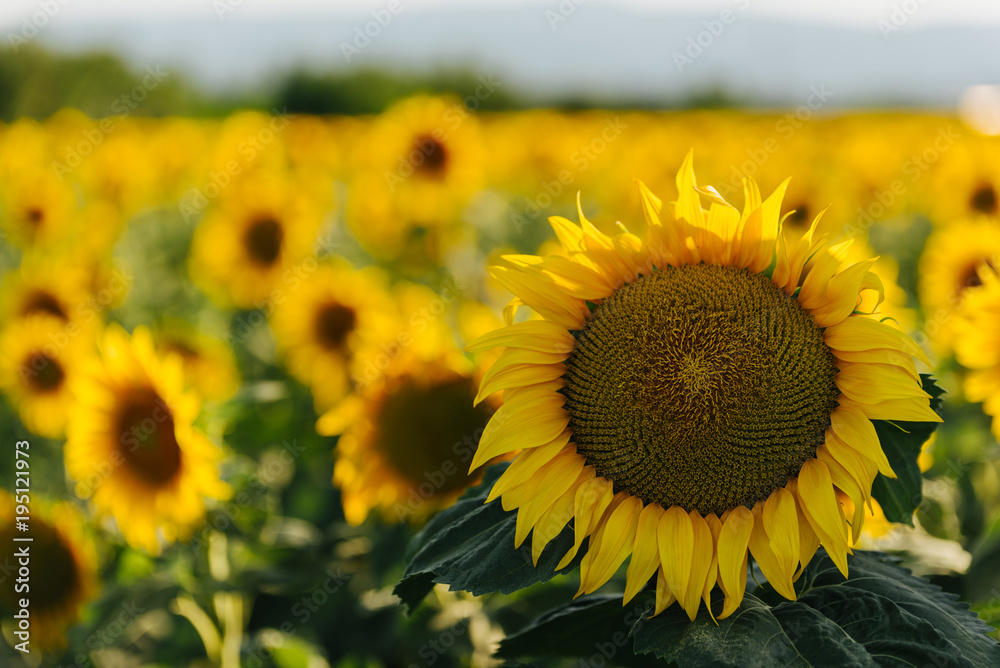 Field of sunflowers