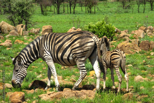 Zebra Mutter mit jungtier