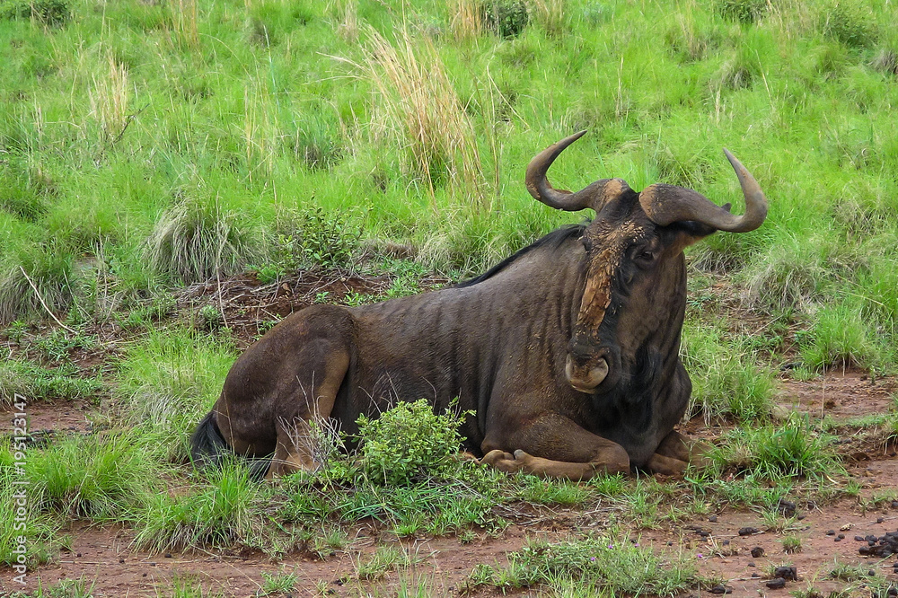Gnu in Graslandschaft in Südafrika Gnu in Graslandschaft in Südafrika