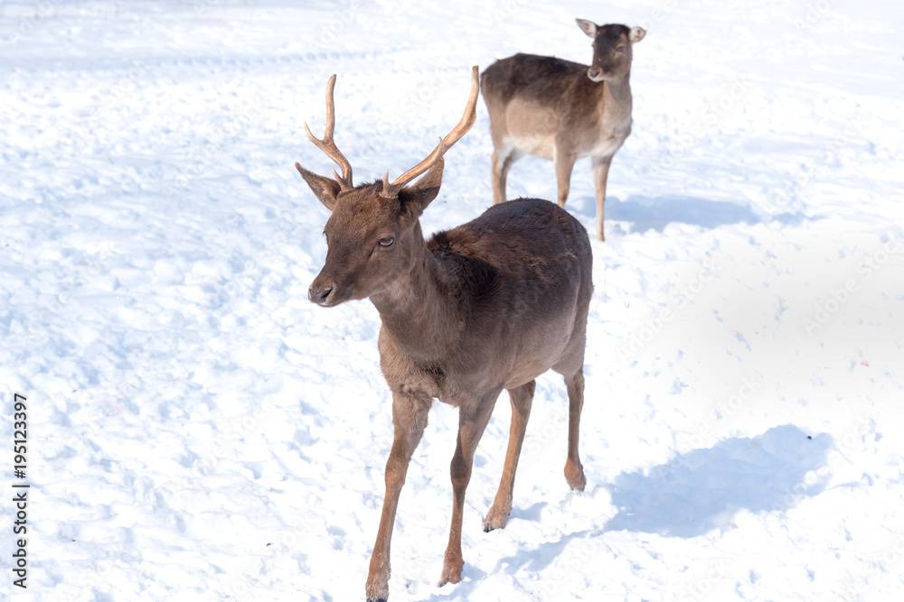 Young deers on snow in winter. Young deers on snow in winter.