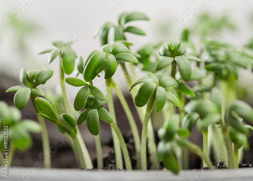 Garden cress  fresh sprouts and young leaves.