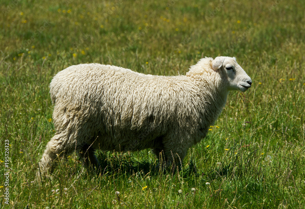 Single Sheep on Farewell Spit, Golden Bay, New Zealand Single Sheep on Farewell Spit, Golden Bay, New Zealand