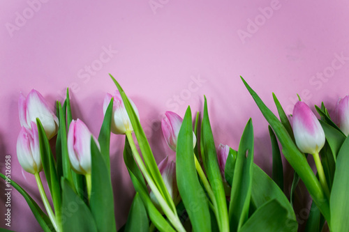 rosa Tulpen, auf rosa Hintergrund