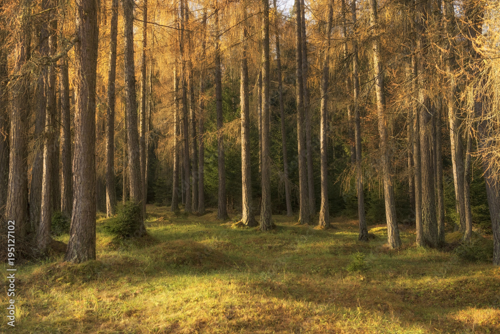 Fototapeta premium Poranek w lesie